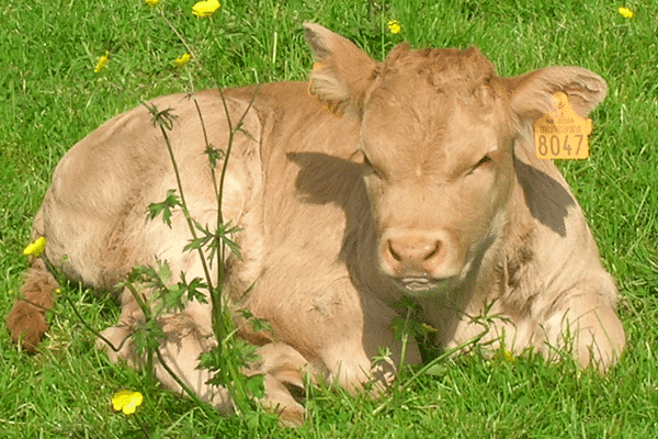 Vache chez Gaec des blondes Viande bovine et porcine