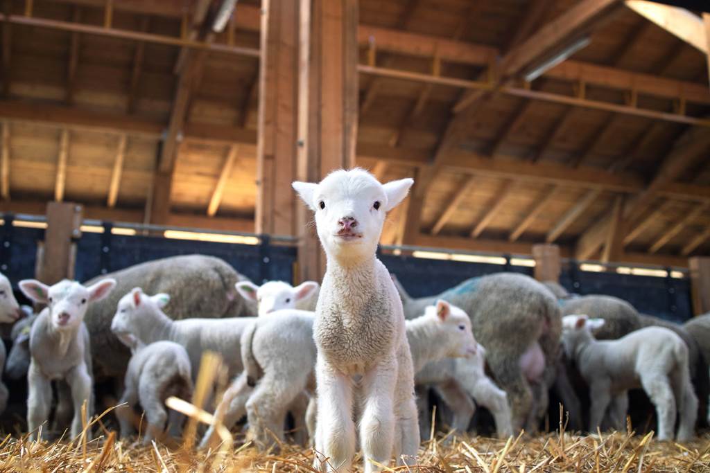 portrait-of-lovely-lamb-staring-at-the-front-in-cattle-barn-1c1ef8f8.jpg